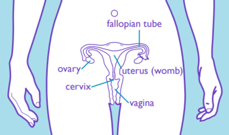 Female Reproductive Organs