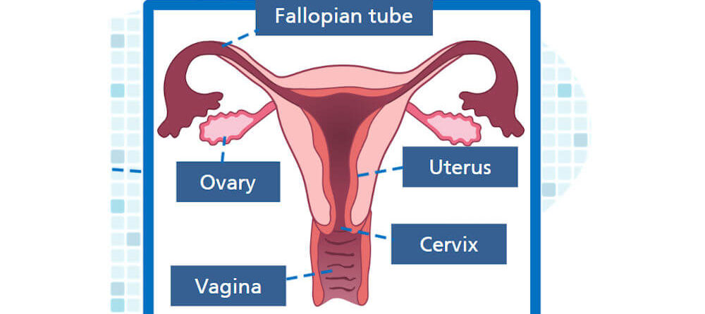 Female Reproductive System