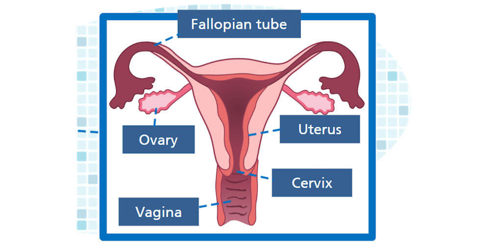 Female Reproductive System Female Reproductive System