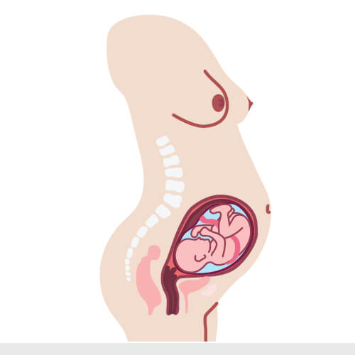 Pregnancy: 2nd trimester (months 4 to 6 of a pregnancy) Pregnancy: 2nd trimester (months 4 to 6 of a pregnancy)